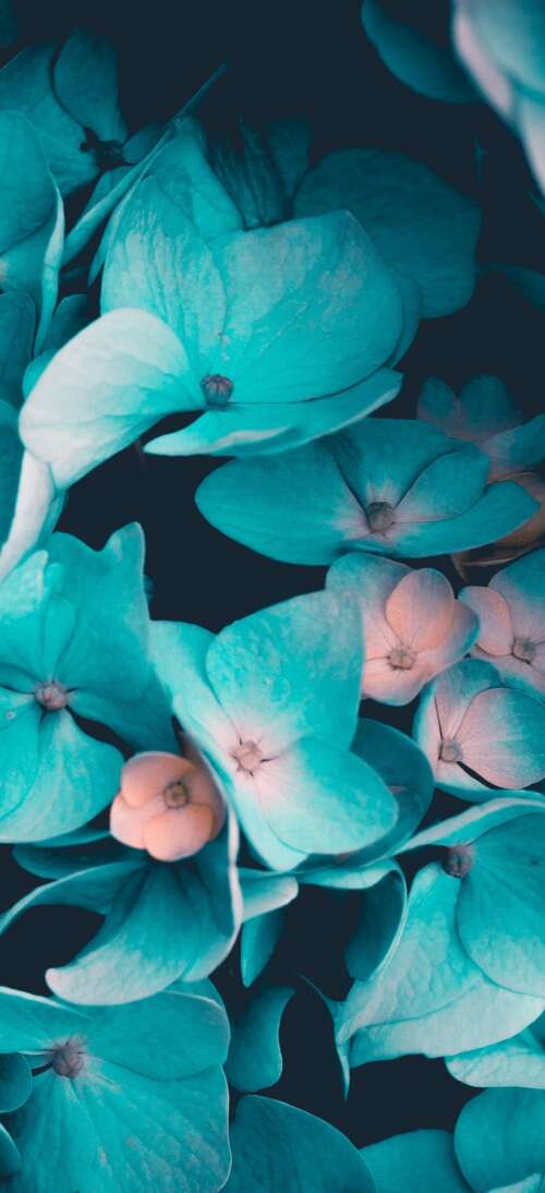 Macro view of blue flowers and teal petals on a black background download free phone wallpaper