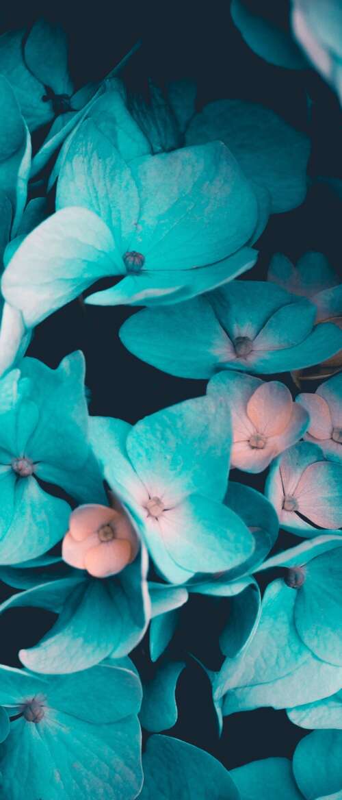 Macro view of blue flowers and teal petals on a black background nubia Flip 3 wallpaper download