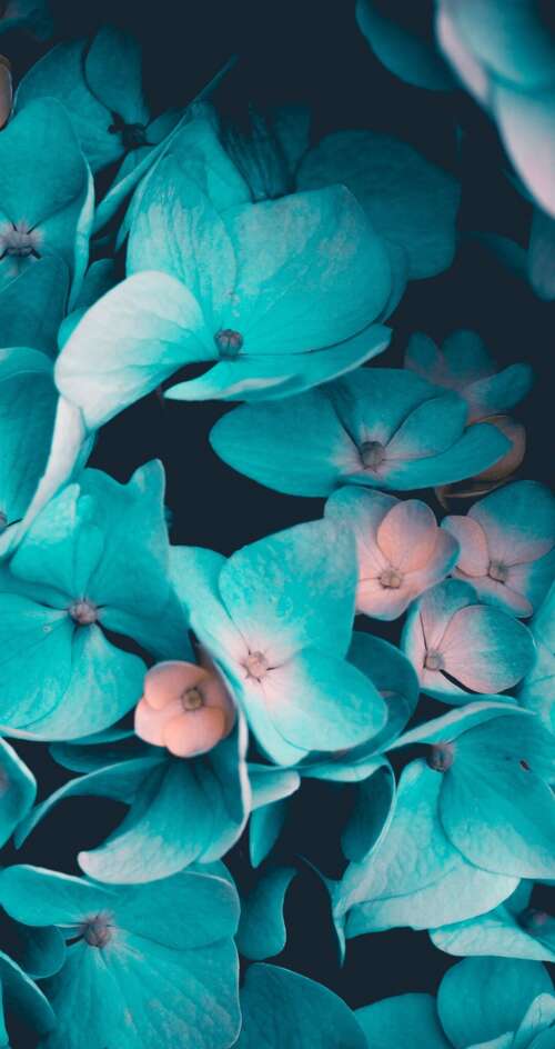 Macro view of blue flowers and teal petals on a black background Sharp Aquos C10 download free phone wallpaper