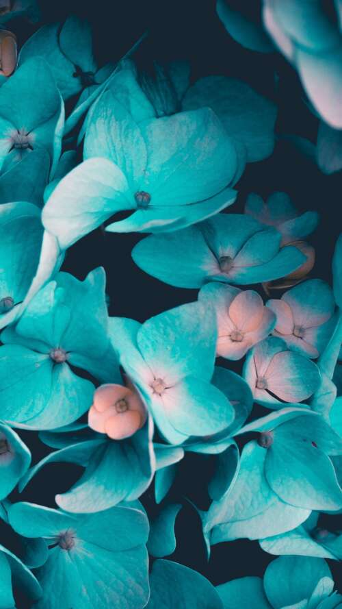 Macro view of blue flowers and teal petals on a black background Apple iPhone SE 2022 download free wallpaper for phone