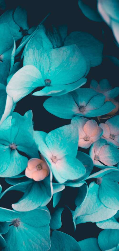 Macro view of blue flowers and teal petals on a black background Oppo A6k 4G lock screen wallpaper