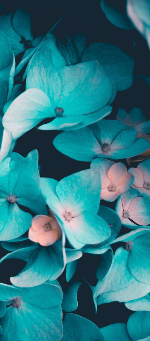 Macro view of blue flowers and teal petals on a black background Blackview XPLORE 1 Pro download free phone wallpaper