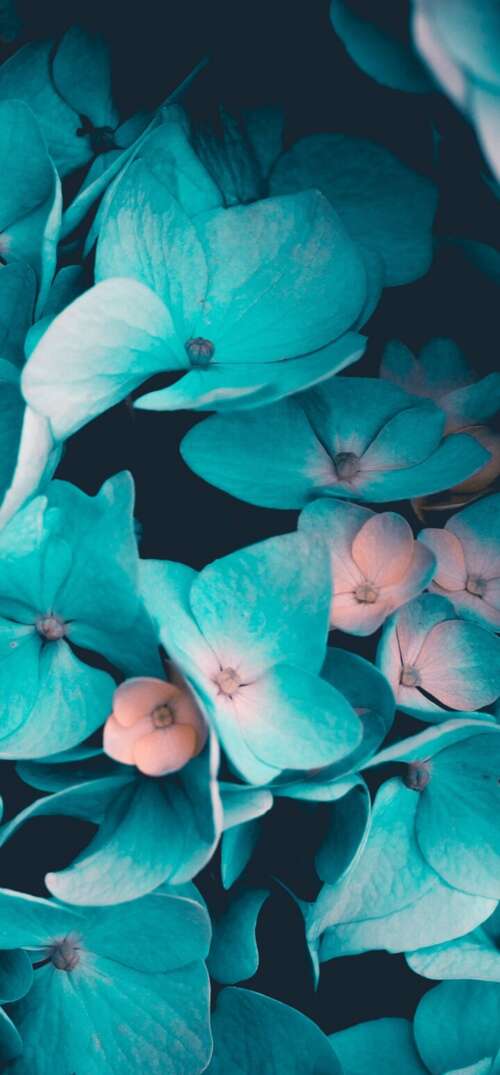 Macro view of blue flowers and teal petals on a black background UmiDigi Umidigi X download free phone wallpaper