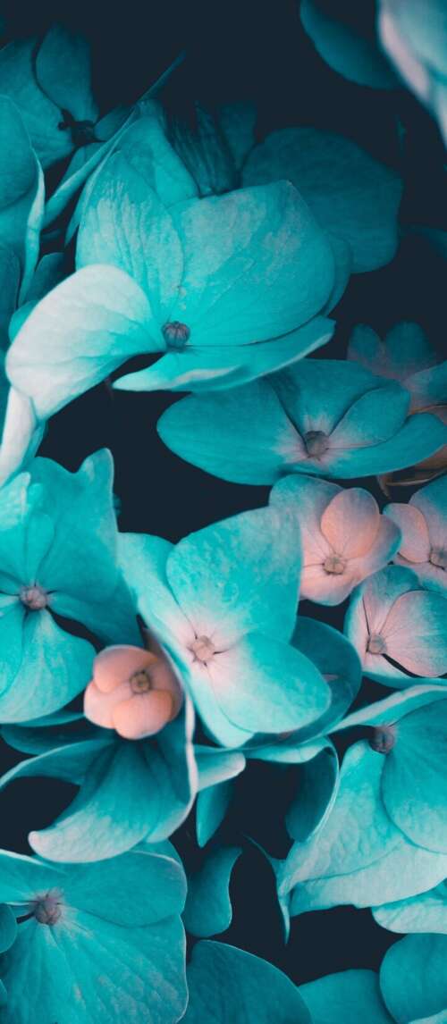 Macro view of blue flowers and teal petals on a black background Xiaomi Redmi 14C 5G free background
