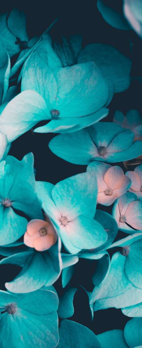 Macro view of blue flowers and teal petals on a black background Samsung Galaxy Z Flip7 FE mobile wallpaper