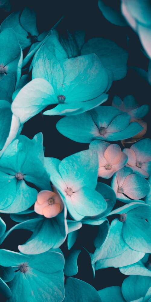 Macro view of blue flowers and teal petals on a black background Ulefone Armor X32 Pro 4G wallpaper photo gallery download