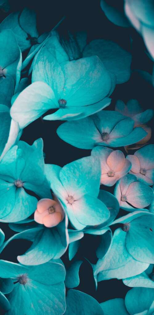 Macro view of blue flowers and teal petals on a black background Huawei Mate 30 Pro download free phone wallpaper