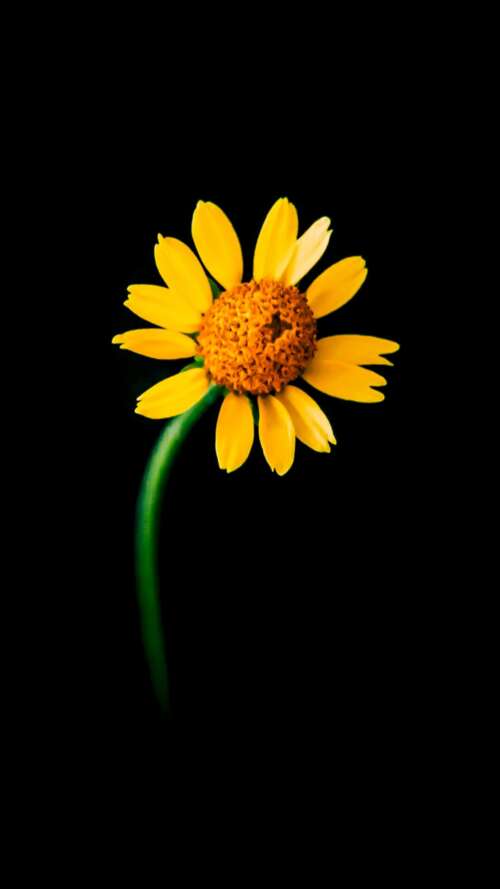 A detailed close-up of a single bright yellow sunflower centered against a solid... Apple iPhone SE 2022 free hd wallpapers