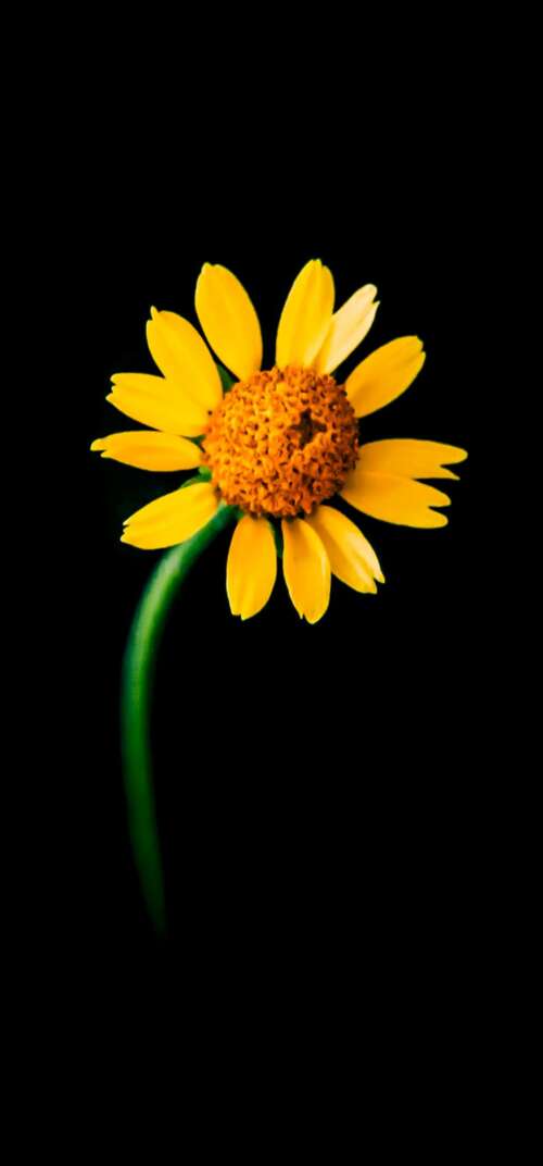 A detailed close-up of a single bright yellow sunflower centered against a solid... Samsung Galaxy S26 Ultra mobile wallpaper