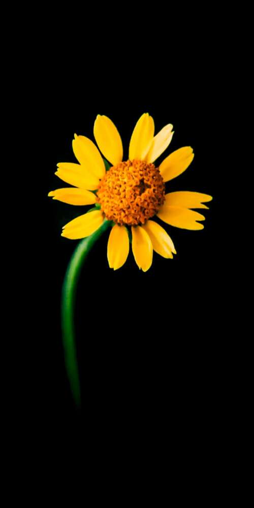 A detailed close-up of a single bright yellow sunflower centered against a solid... Ulefone Rugking 2 Pro wallpapers for android