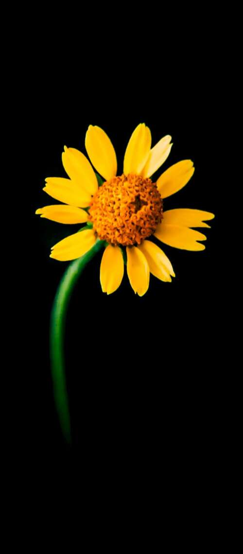 A detailed close-up of a single bright yellow sunflower centered against a solid... Blackview XPLORE X1 cell phone backgrounds free