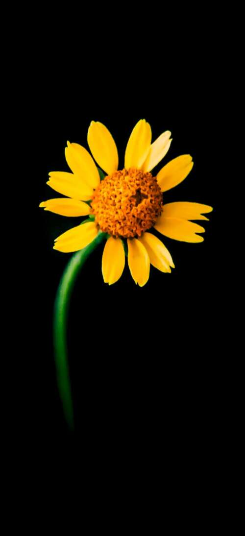 A detailed close-up of a single bright yellow sunflower centered against a solid... Oppo K13 Turbo wallpaper photo gallery download