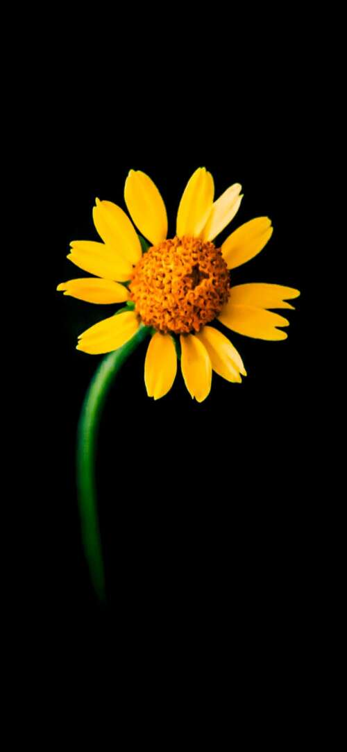 A detailed close-up of a single bright yellow sunflower centered against a solid... Xiaomi Redmi 15 4G lock screen wallpaper