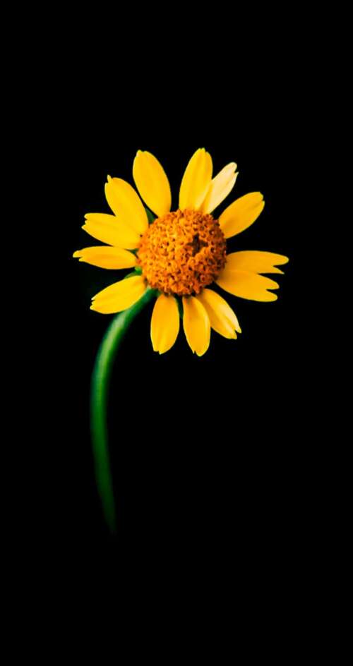 A detailed close-up of a single bright yellow sunflower centered against a solid... Sharp Aquos C10 cell phone backgrounds free