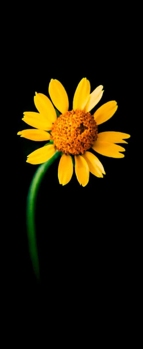 A detailed close-up of a single bright yellow sunflower centered against a solid... Samsung Galaxy Z Flip7 FE download free wallpaper for phone