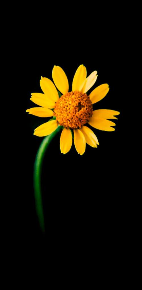A detailed close-up of a single bright yellow sunflower centered against a solid... Huawei Mate 30 Pro cell phone backgrounds free