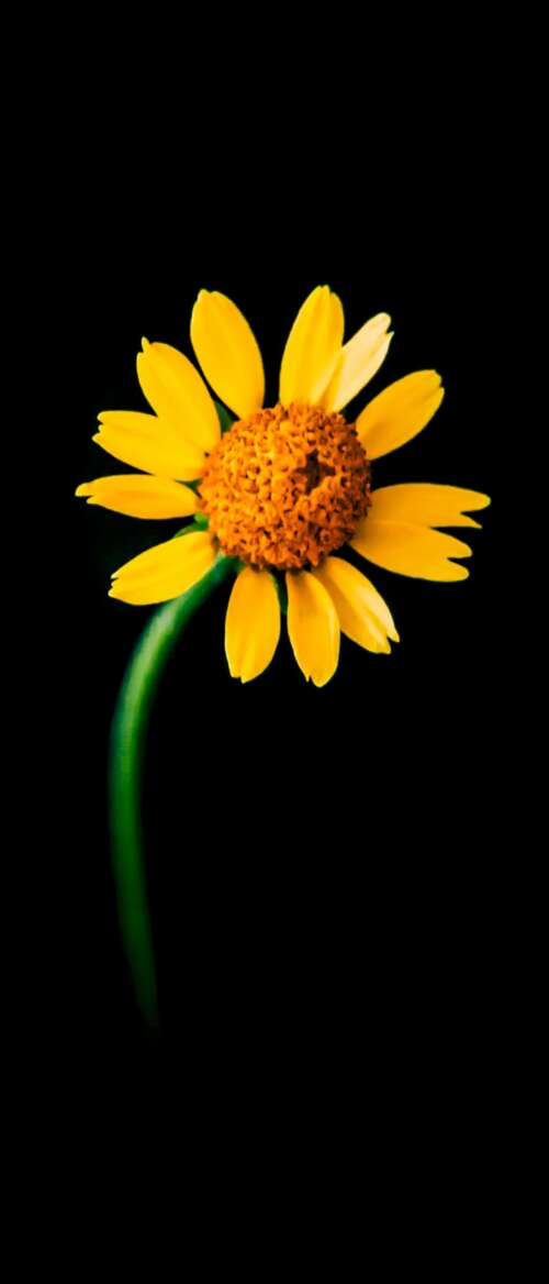A detailed close-up of a single bright yellow sunflower centered against a solid... nubia Flip 3 pictures for wallpaper