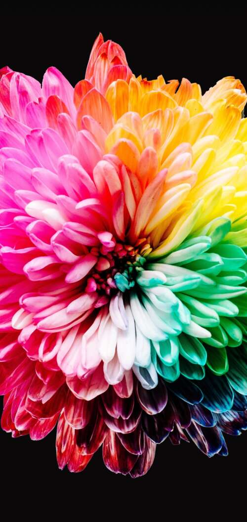 A close-up view of various colorful, multi-colored flowers isolated on a dark black... cell phone backgrounds free