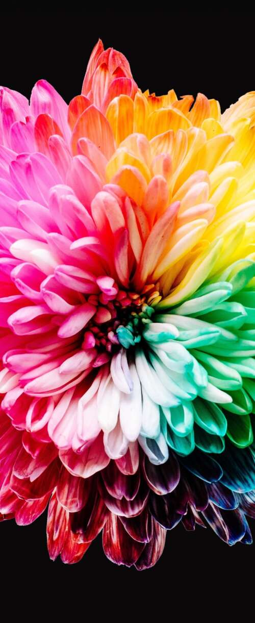 A close-up view of various colorful, multi-colored flowers isolated on a dark black... Samsung Galaxy Z Flip7 FE download free wallpaper for phone