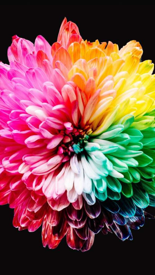 A close-up view of various colorful, multi-colored flowers isolated on a dark black... Apple iPhone SE 2022 free hd wallpapers