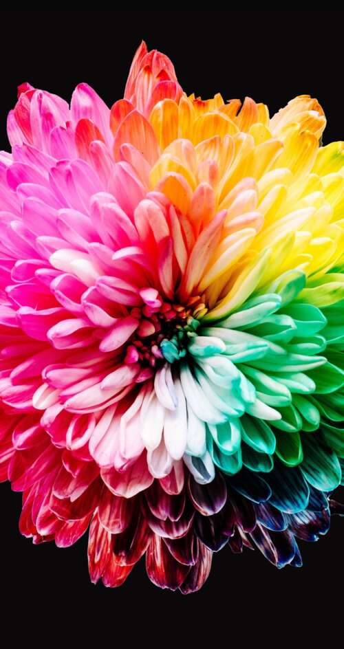 A close-up view of various colorful, multi-colored flowers isolated on a dark black... Sharp Aquos C10 cell phone backgrounds free