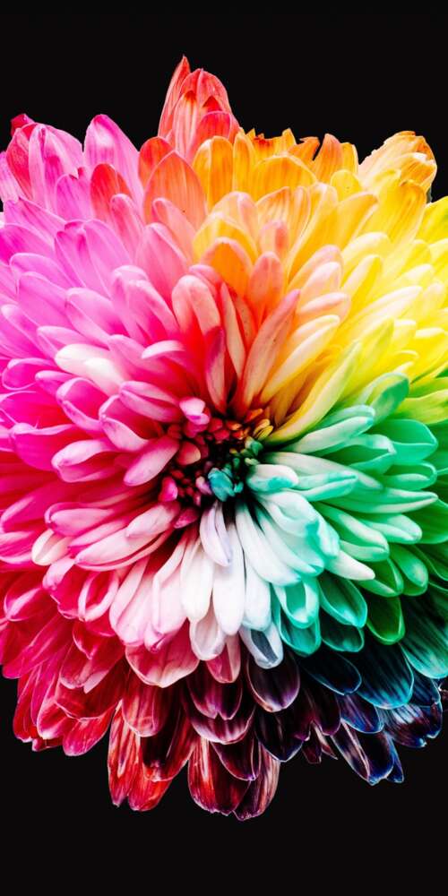 A close-up view of various colorful, multi-colored flowers isolated on a dark black... Ulefone Armor X32 Pro 4G wallpapers for android