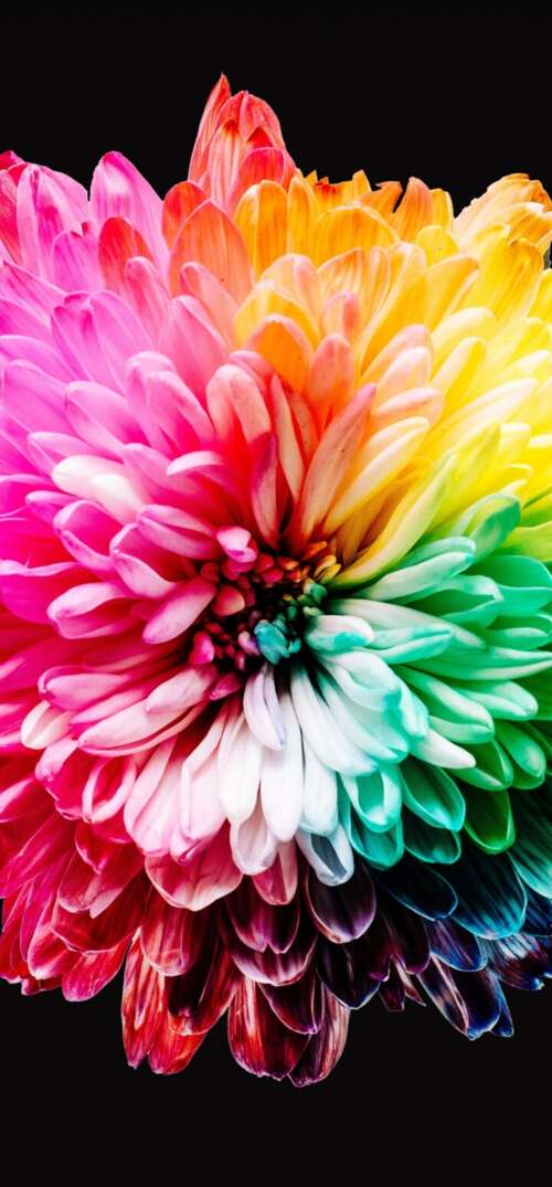 A close-up view of various colorful, multi-colored flowers isolated on a dark black... UmiDigi Umidigi X cell phone backgrounds free