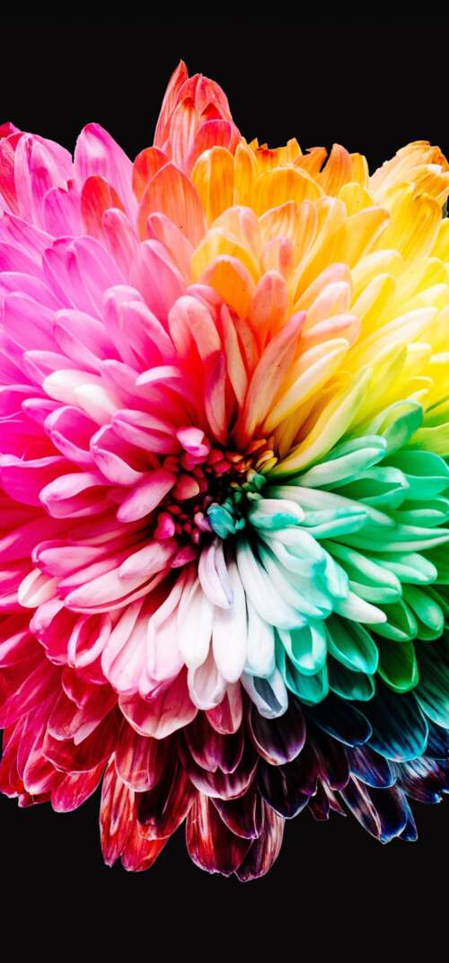 A close-up view of various colorful, multi-colored flowers isolated on a dark black... Samsung Galaxy S26 Ultra mobile wallpaper