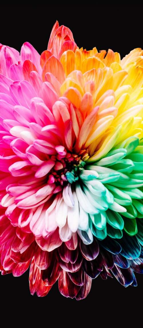 A close-up view of various colorful, multi-colored flowers isolated on a dark black... Xiaomi Redmi 14C 5G wallpaper photo gallery download