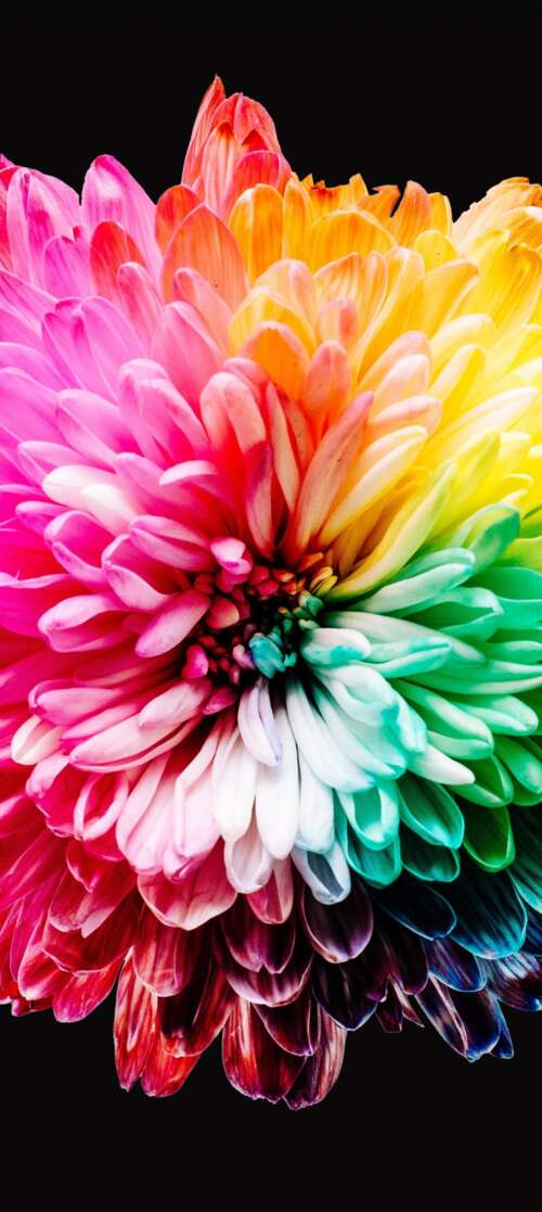 A close-up view of various colorful, multi-colored flowers isolated on a dark black...