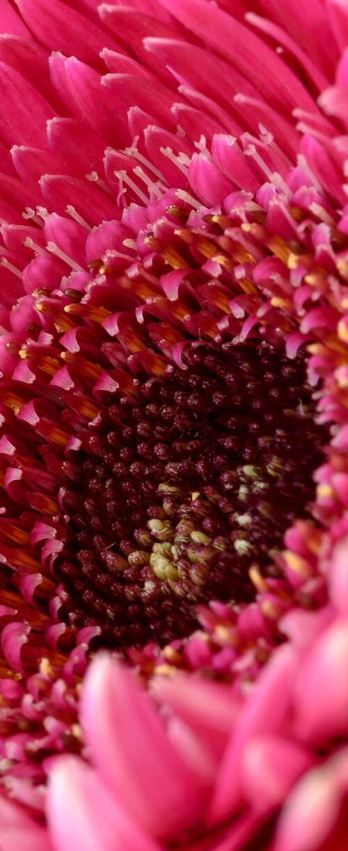 A close-up view of a vibrant pink Gerbera daisy flower with soft, detailed petals. pictures for wallpaper