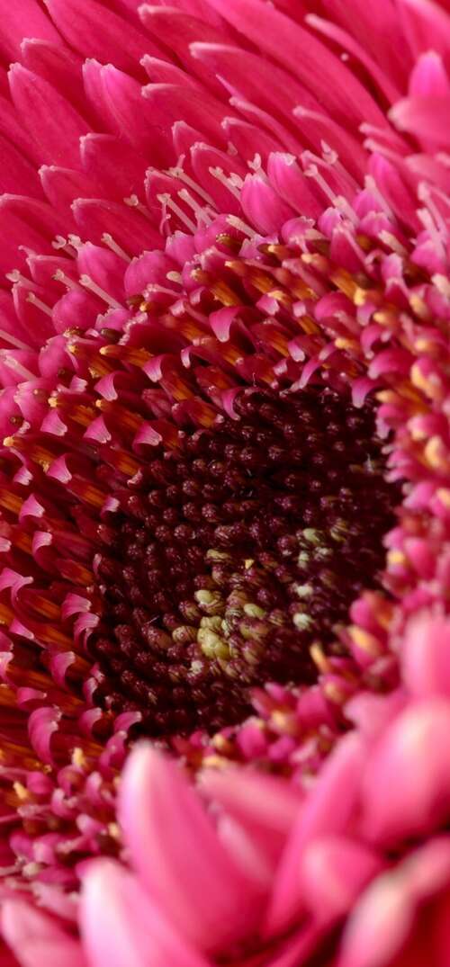 A close-up view of a vibrant pink Gerbera daisy flower with soft, detailed petals. UmiDigi Umidigi X pictures for wallpaper