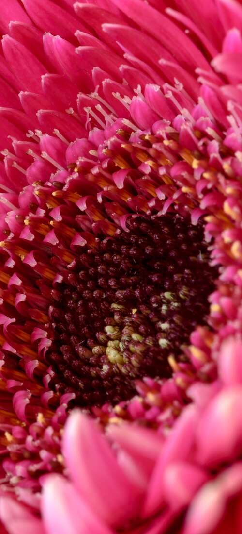A close-up view of a vibrant pink Gerbera daisy flower with soft, detailed petals. Huawei Pura 80 download free wallpaper for phone