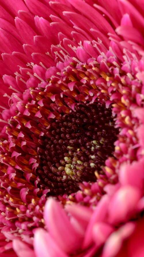 A close-up view of a vibrant pink Gerbera daisy flower with soft, detailed petals. Apple iPhone SE 2022 mobile wallpaper