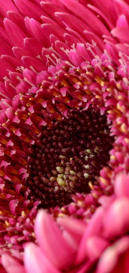 A close-up view of a vibrant pink Gerbera daisy flower with soft, detailed petals. Oppo A6k 4G hd background