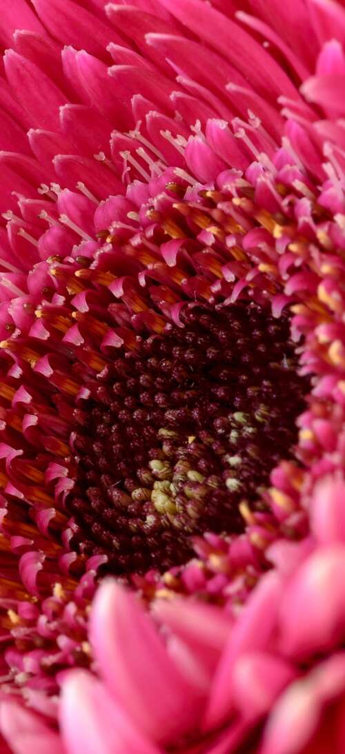 A close-up view of a vibrant pink Gerbera daisy flower with soft, detailed petals. realme GT 7T wallpaper