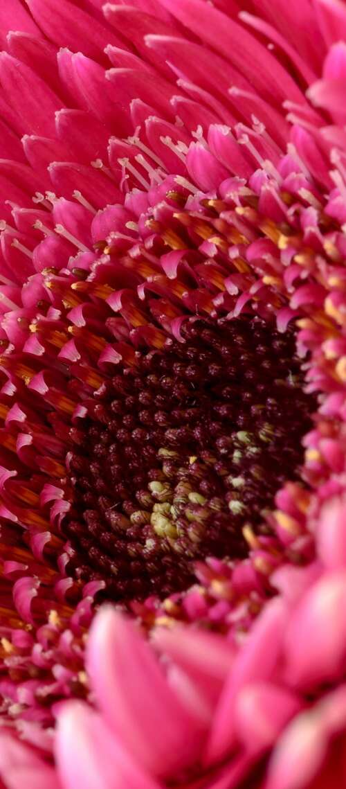 A close-up view of a vibrant pink Gerbera daisy flower with soft, detailed petals. Blackview XPLORE 1 Pro pictures for wallpaper