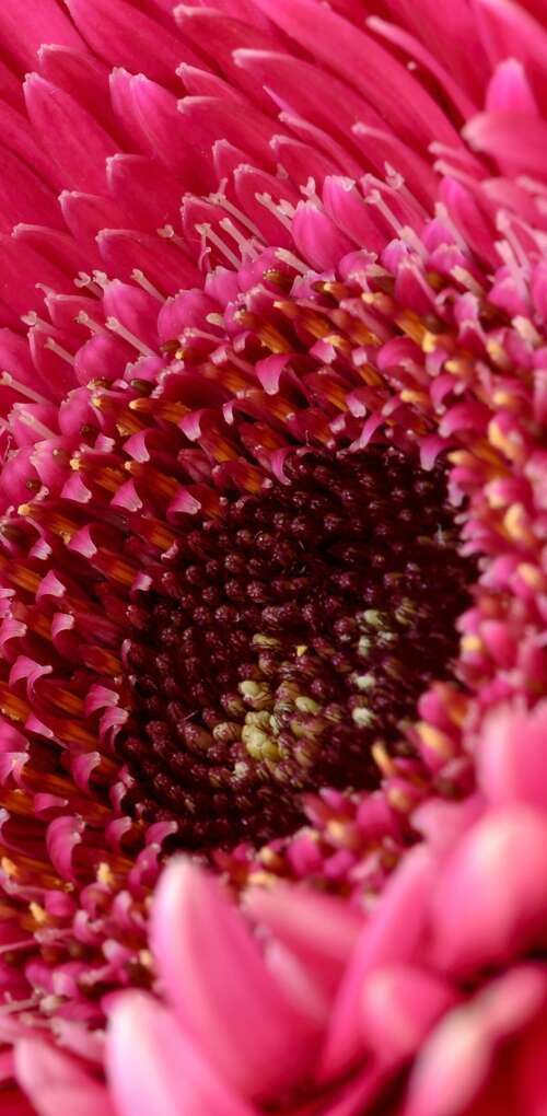 A close-up view of a vibrant pink Gerbera daisy flower with soft, detailed petals. Huawei Mate 30 Pro pictures for wallpaper