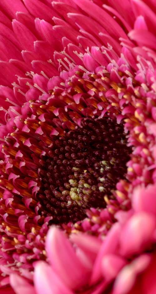 A close-up view of a vibrant pink Gerbera daisy flower with soft, detailed petals. Sharp Aquos C10 pictures for wallpaper
