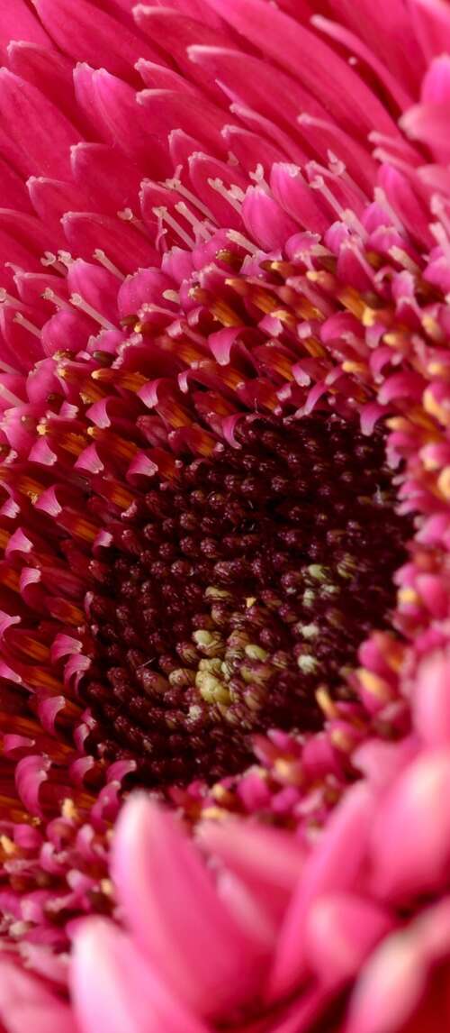 A close-up view of a vibrant pink Gerbera daisy flower with soft, detailed petals. Xiaomi Redmi 14C 5G wallpaper