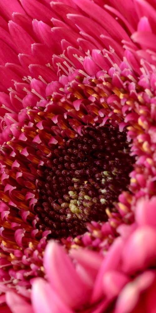 A close-up view of a vibrant pink Gerbera daisy flower with soft, detailed petals. Ulefone Armor X32 Pro 4G free background