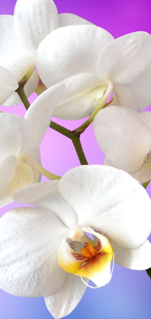 Close-up of blooming white orchids against a solid pink backdrop. background images hd