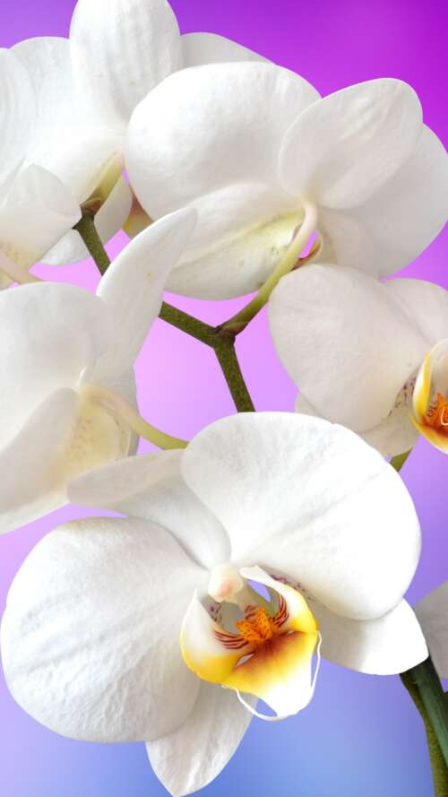 Close-up of blooming white orchids against a solid pink backdrop. Apple iPhone SE 2022 download free phone wallpaper