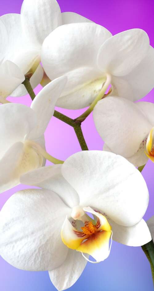 Close-up of blooming white orchids against a solid pink backdrop. Sharp Aquos C10 background images hd