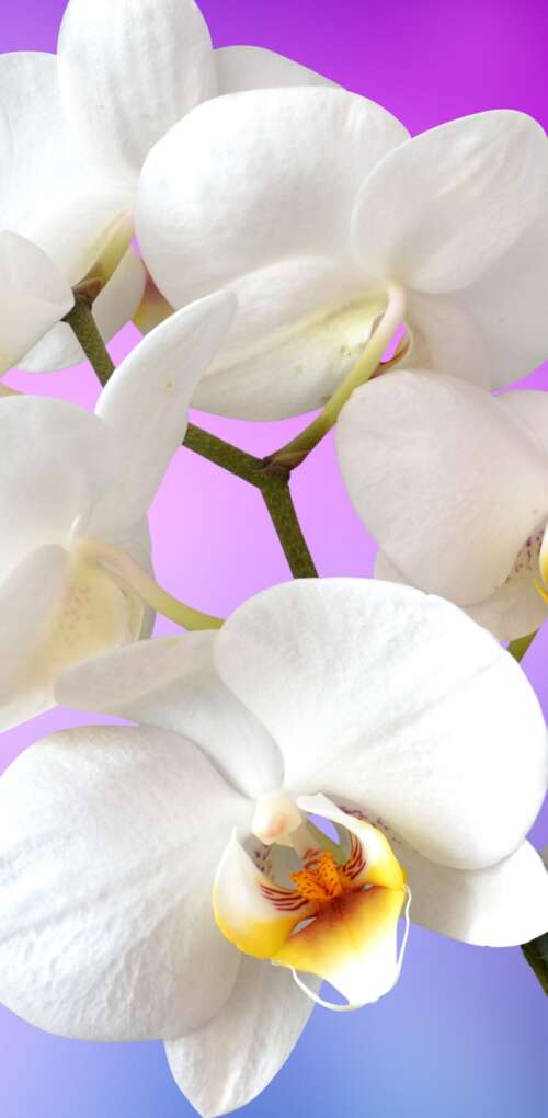 Close-up of blooming white orchids against a solid pink backdrop. Huawei Mate 30 Pro background images hd