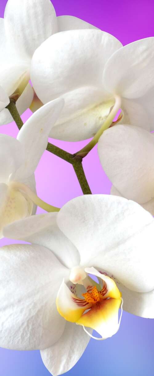 Close-up of blooming white orchids against a solid pink backdrop. Samsung Galaxy Z Flip7 FE pictures for wallpaper