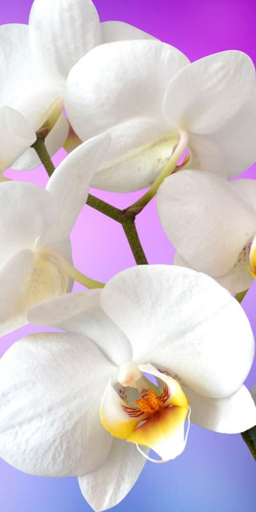 Close-up of blooming white orchids against a solid pink backdrop. Ulefone Rugking 2 Pro high definition wallpaper