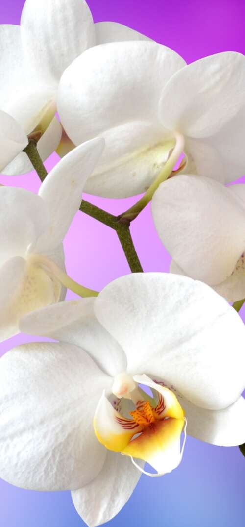 Close-up of blooming white orchids against a solid pink backdrop. UmiDigi Umidigi X background images hd