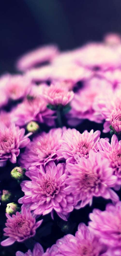 Close-up of a purple chrysanthemum flower bouquet with soft bokeh lighting and spring... Oppo A6k 4G high definition wallpaper