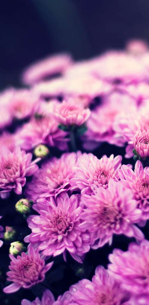 Close-up of a purple chrysanthemum flower bouquet with soft bokeh lighting and spring... Huawei Mate 30 Pro wallpaper download